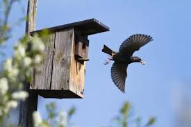 Attēlu rezultāti vaicājumam “Sturnus vulgaris nest”