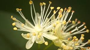 Attēlu rezultāti vaicājumam “Tilia cordata flower”