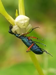Attēlu rezultāti vaicājumam “Thomisidae”