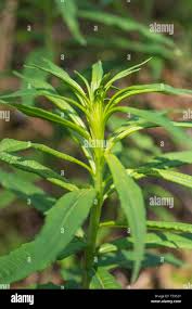 Attēlu rezultāti vaicājumam “Epilobium angustifolium leaf”