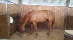 Image result for Bletchingly Badminton Club