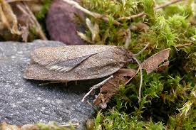 Attēlu rezultāti vaicājumam “Aphelia viburniana”