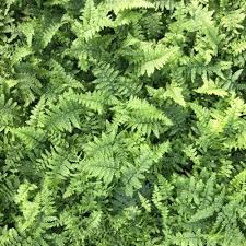 Attēlu rezultāti vaicājumam “Dryopteris dilatata”