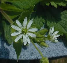 Attēlu rezultāti vaicājumam “Myosoton aquaticum”