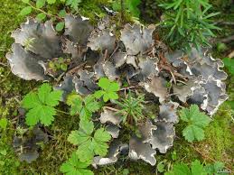 Attēlu rezultāti vaicājumam “Peltigera”