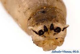 Attēlu rezultāti vaicājumam “Tipulidae larva”