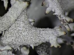 Attēlu rezultāti vaicājumam “Pseudevernia furfuracea”
