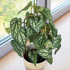 Attēlu rezultāti vaicājumam “Melampyrum sylvaticum leaf”