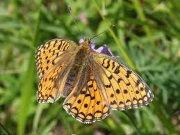 Attēlu rezultāti vaicājumam “Argynnis aglaja underside”