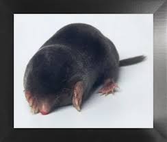 Attēlu rezultāti vaicājumam “Talpa europaea”