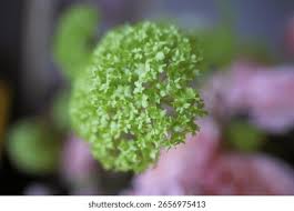 Attēlu rezultāti vaicājumam “Viburnum opulus bud”