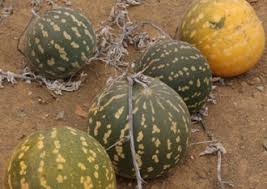 Attēlu rezultāti vaicājumam “Citrullus lanatus leaf”
