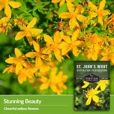 Attēlu rezultāti vaicājumam “Hypericum perforatum flower”