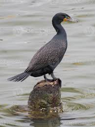 Image result for Phalacrocorax auritus