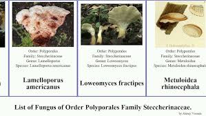 Attēlu rezultāti vaicājumam “Junghuhnia pseudozilingiana”