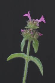 Attēlu rezultāti vaicājumam “Clinopodium vulgare”