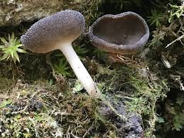 Attēlu rezultāti vaicājumam “Helvella macropus”