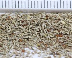 Attēlu rezultāti vaicājumam “Matricaria discoidea”