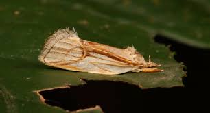 Attēlu rezultāti vaicājumam “Depressariidae”