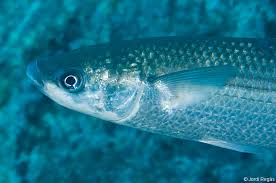 Image result for Chelon labrosus