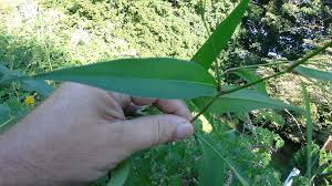 Attēlu rezultāti vaicājumam “Persicaria hydropiper leaf”