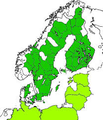 Attēlu rezultāti vaicājumam “Colymbetes striatus”