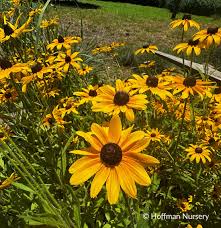 Image result for Rudbeckia fulgida