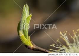 Attēlu rezultāti vaicājumam “Salix caprea bud”