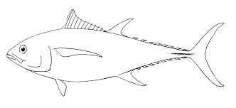 Image result for Thunnus albacares