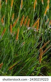 Attēlu rezultāti vaicājumam “Alopecurus aequalis flower”