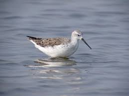 Attēlu rezultāti vaicājumam “Tringa stagnatilis adult”