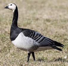 Attēlu rezultāti vaicājumam “Branta leucopsis adult”