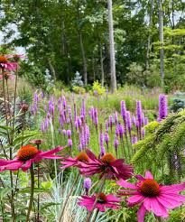 Attēlu rezultāti vaicājumam “Calamagrostis purpurea flower”