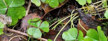 Attēlu rezultāti vaicājumam “Oxalis acetosella fruit”