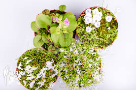 Attēlu rezultāti vaicājumam “Utricularia x neglecta flower”