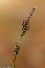 Attēlu rezultāti vaicājumam “Carex ericetorum”
