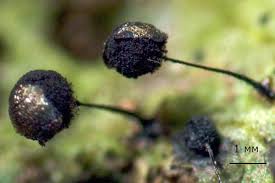 Attēlu rezultāti vaicājumam “Collaria arcyrionema macro”