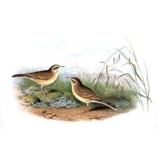 Image result for Anthus campestris