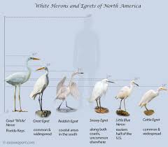 Image result for heron