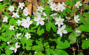 Attēlu rezultāti vaicājumam “Isopyrum thalictroides fruit”