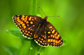 Attēlu rezultāti vaicājumam “Mellicta athalia upperside”