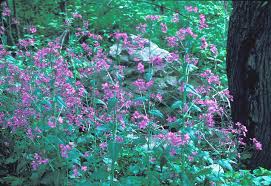 Image result for Lunaria annua