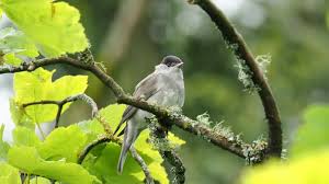 Attēlu rezultāti vaicājumam “Sylvia atricapilla”