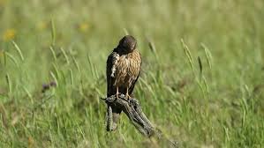 Attēlu rezultāti vaicājumam “Circus pygargus”