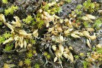 Attēlu rezultāti vaicājumam “Acaulon muticum”