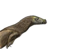 Attēlu rezultāti vaicājumam “Bryum amblyodon”