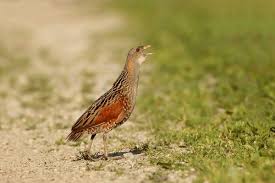 Attēlu rezultāti vaicājumam “Crex crex adult”