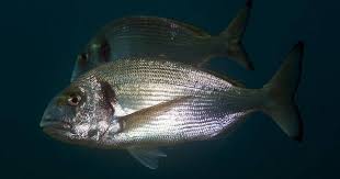 Image result for Sparus aurata