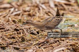 Image result for Porzana pusilla