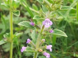 Attēlu rezultāti vaicājumam “Acinos arvensis flower”